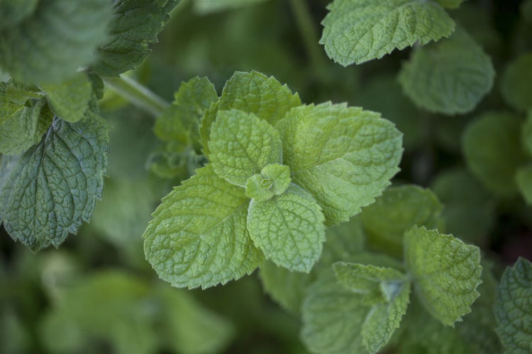 Mentha suaveolens 'Apple Mint', Apfelminze, ca. 9x9 cm Topf