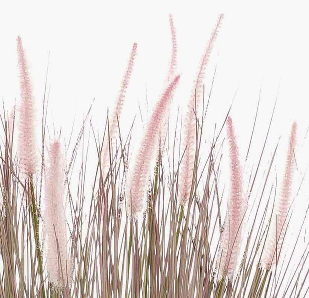 Nahaufnahme von Lampenputzergras mit rosa Blütenähren und feinen Halmen.