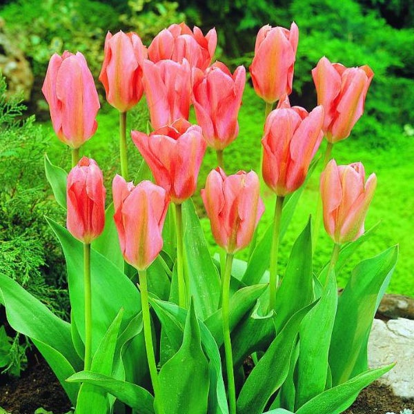 Gruppe von rosafarbenen Tulpen im Garten.