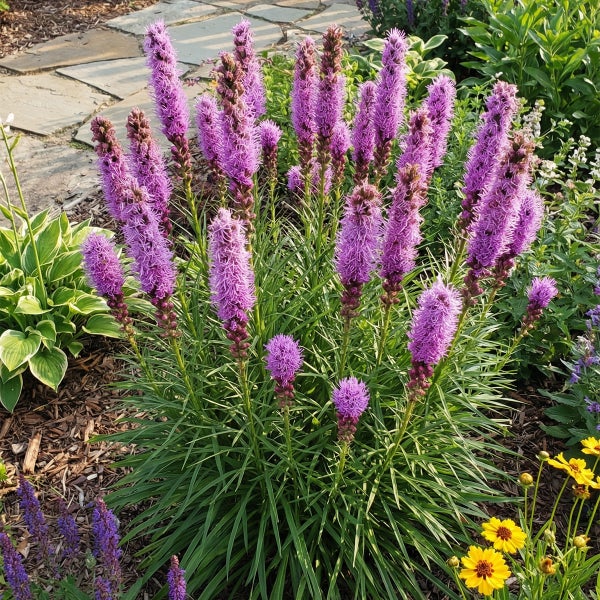 Prachtscharte Liatris spicata mit violetten Blütenähren und grünem, grasartigem Laub in einem Gartenbeet.
