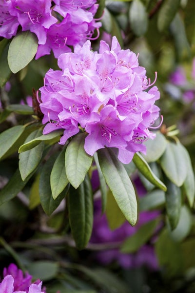 Nahaufnahme einer blühenden Rhododendronpflanze mit grünen Blättern