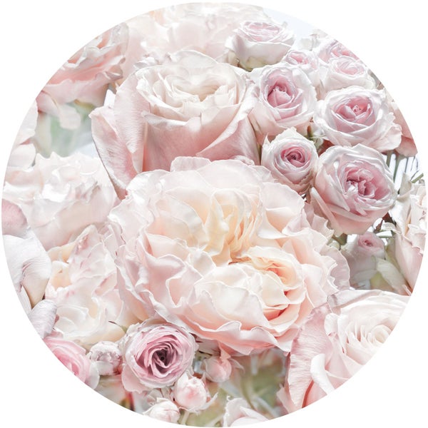 Nahaufnahme von Rosenblüten