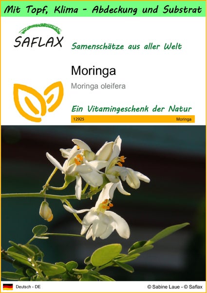 SAFLAX Garden to go - Moringa - Moringa oleifera - 10 Samen - Mit Topf, Klima - Deckel und Anzuchtsubstrat