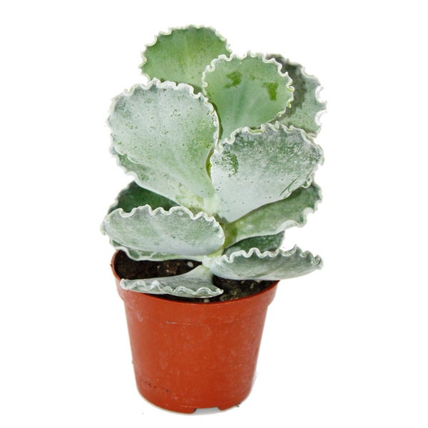 Sukkulente mit dicken, weißlich-grünen Blättern und gewellten Rändern in einem braunen Kunststofftopf.