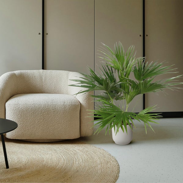 Wohnzimmer mit Sessel, runder Teppich und Zimmerpflanze im Topf vor Schrank