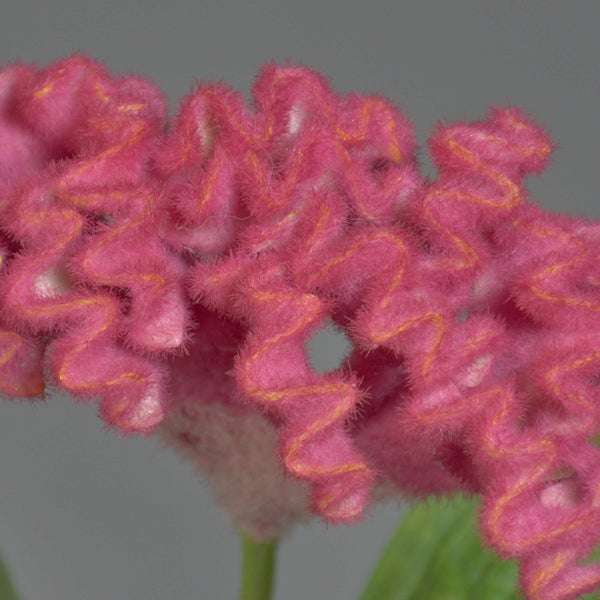 Nahaufnahme einer gewellten, samtartigen Celosia cristata Bluetenkopf.