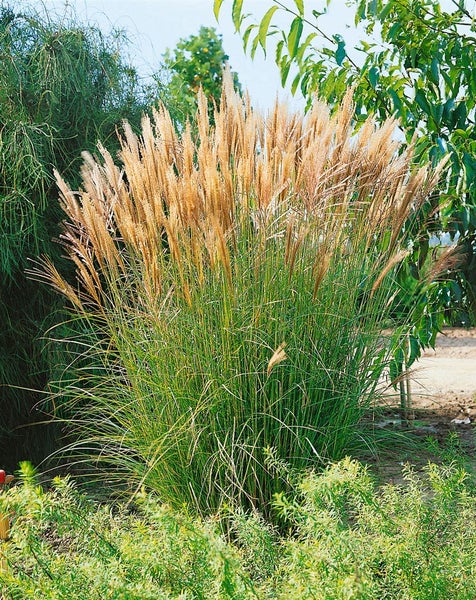 Chinaschilf im Gartenbeet vor einem Gebäude