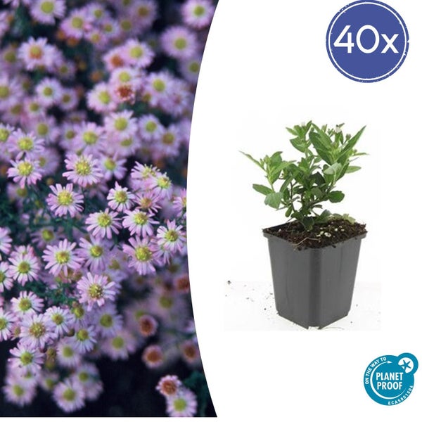 Zierstaude - Wilde Aster - Aster ageratioides 'Stardust' - 9cm Topf - Set mit 40 Pflanzen