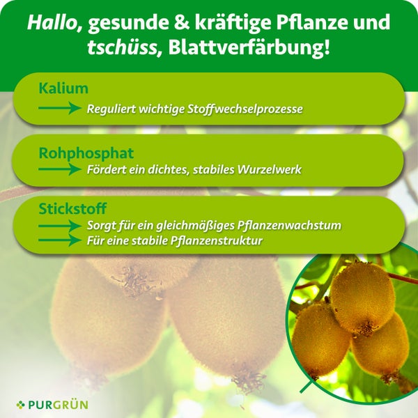 Infografik zum Purgrün Dünger mit Nährstofferklärungen für Kalium, Rohphosphat und Stickstoff für gesundes Pflanzenwachstum bei Kiwipflanzen.