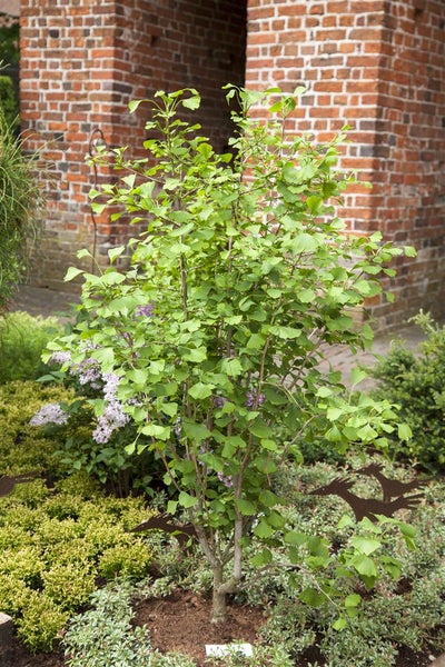 Ginkgo biloba 'Tit', Fächerblattbaum, 150–175 cm