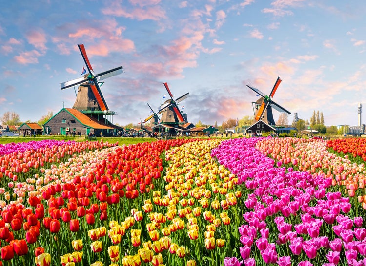 Farbenfrohes Landschaftsbild mit einem Tulpenfeld in Rot, Gelb und Rosa sowie traditionellen holländischen Windmühlen unter hellem Himmel.