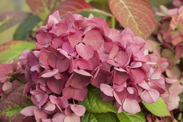 Hydrangea macrophylla 'Dark Angel', Hortensie, dunkelrot, 30–40 cm