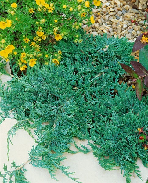 Bodendeckerpflanze im Gartenbeet