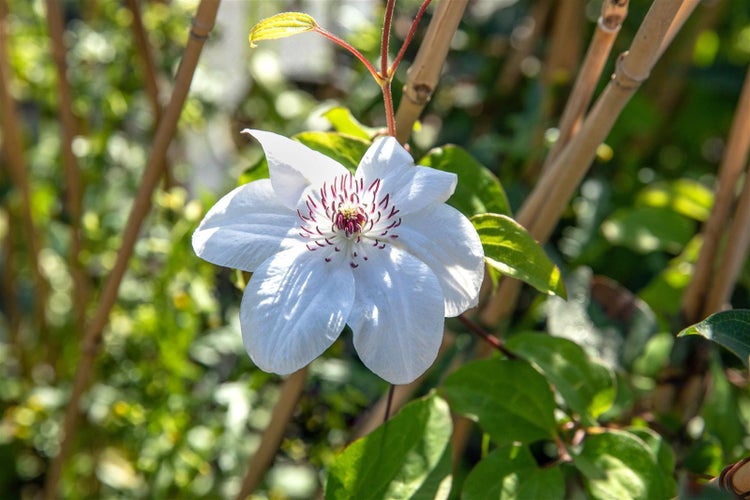 Clematis Hybride 'Miss Bateman', weiß, 60–100 cm