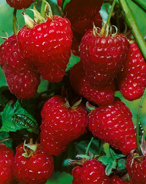 Rubus idaeus 'ZEFA 3 Herbsternte', Himbeere, 30–40 cm