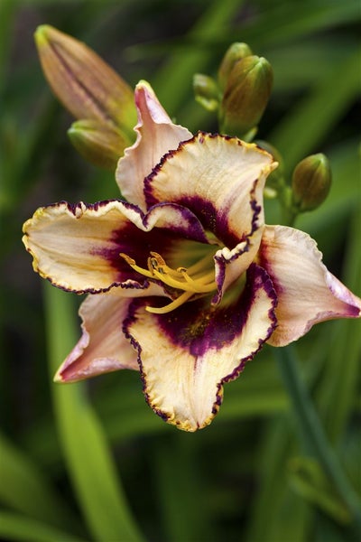Hemerocallis x cult.'Maikönigin', Taglilie, orange, ca. 11x11 cm Topf