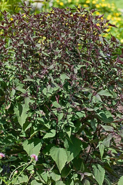 Eupatorium rugosum, Weißblühend, ca. 9x9 cm Topf