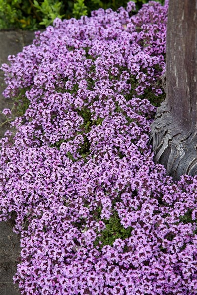 Thymus serpyllum, Sand-Thymian, aromatisch, ca. 9x9 cm Topf