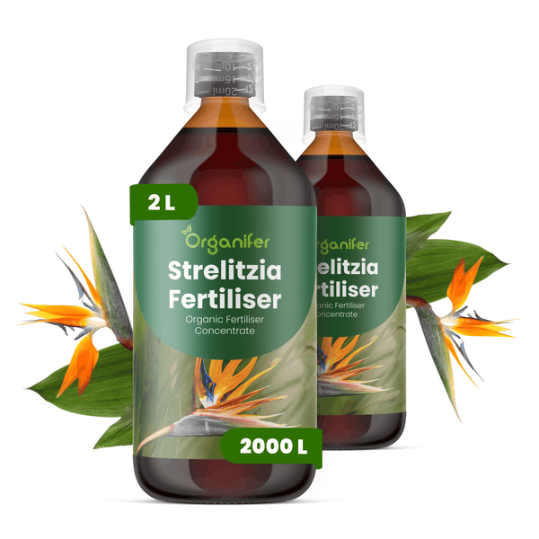 Organifer Strelitzia Dünger, flüssiges Bio-Düngerkonzentrat für Paradiesvogelblumen, zwei Flaschen mit insgesamt zwei Liter Inhalt.