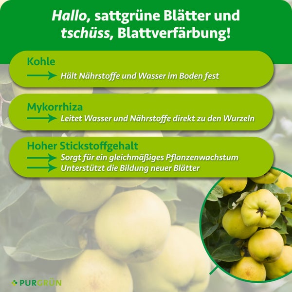 Infografik über Pflanzennährstoffe mit Kohle, Mykorrhiza und Stickstoff für gesundes Pflanzenwachstum von Purgrün.