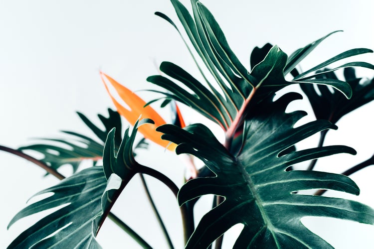 Strelitzia Zimmerpflanze mit charakteristischen gefiederten Blättern und einer Paradiesvogelblüte.