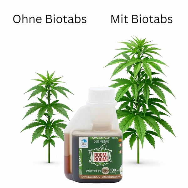 Vergleich einer kleinen Pflanze ohne und einer großen Pflanze mit Biotabs Boom Boom Spray 100 Milliliter für kräftiges Wachstum.