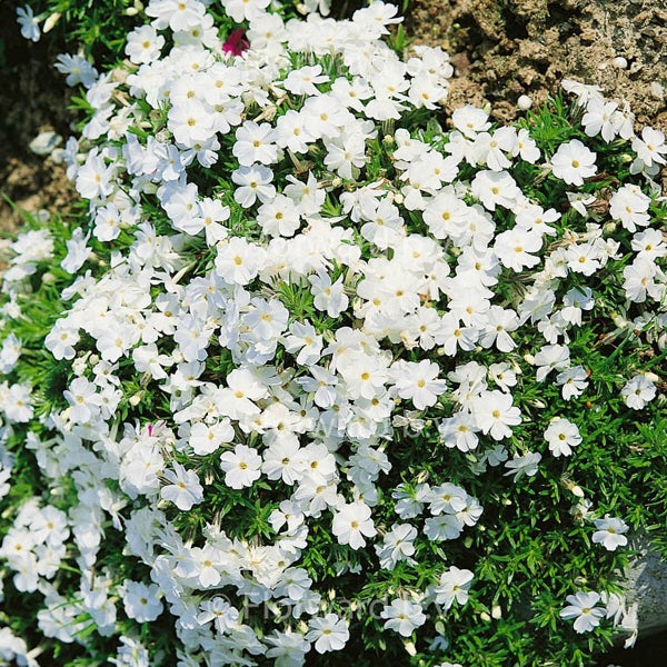 Teppichphlox mit weißen Blüten