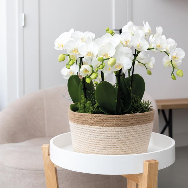 Kolibri Orchids weißes Pflanzenset im Baumwollkorb inkl. Wassertank 3 weiße Orchideen Amabilis 9cm und 3 Grünpflanzen Rhipsalis