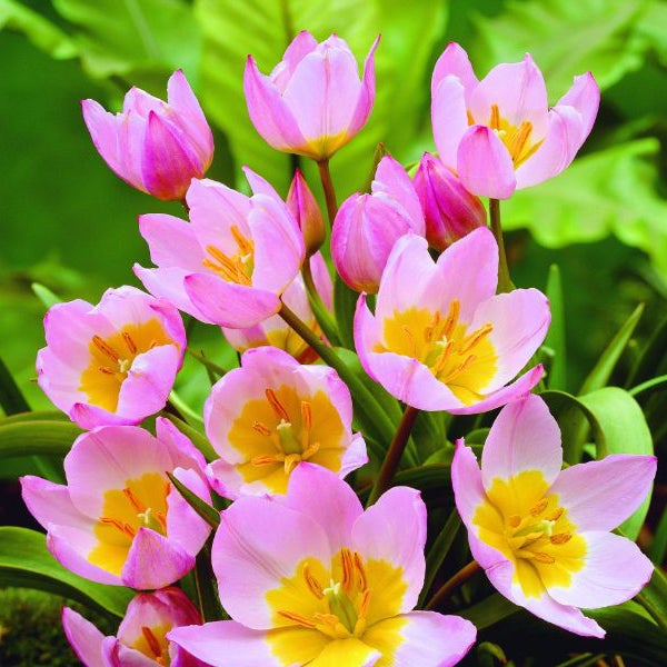 Gruppe von rosafarbenen und gelben Tulpenblüten
