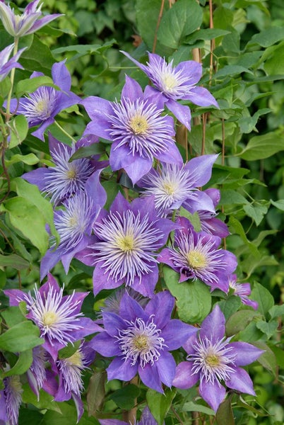 Clematis Hybride 'Crystal Fountain', Klematis, blau, 60–100 cm