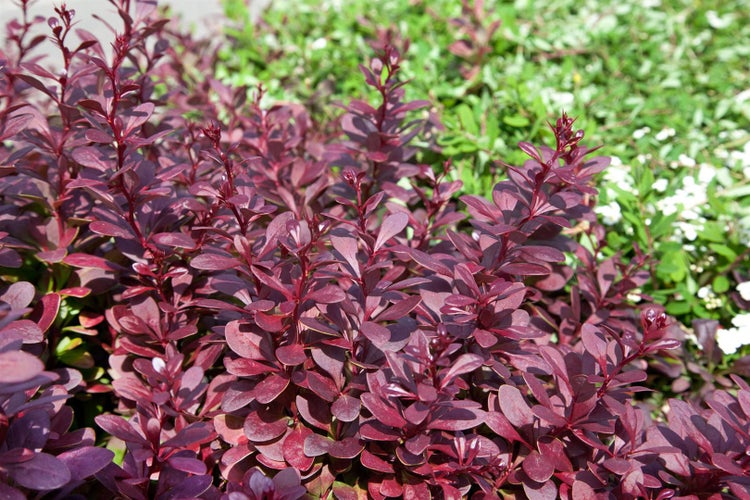 Berberis thunbergii 'Red Chief', Rote Heckenberberitze, 60–80 cm