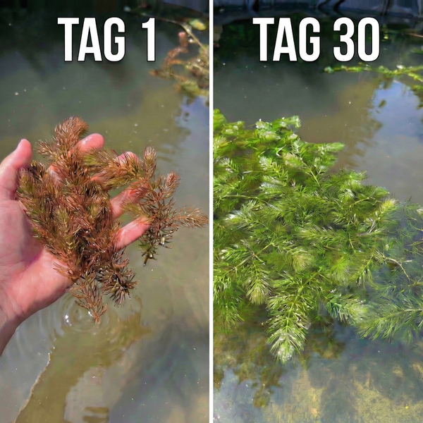 Wachstumsvergleich einer Wasserpflanze über einen Zeitraum von dreißig Tagen: Zustand an Tag eins und Tag dreißig.