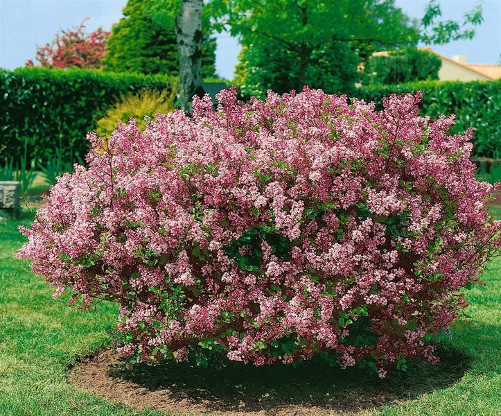 Syringa meyeri 'Palibin', Zwergflieder, lila Blüten, 80 cm Stammhöhe
