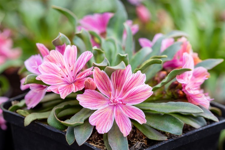 Lewisia longipetala 'Little Plum', rosa Blüten, ca. 9x9 cm Topf
