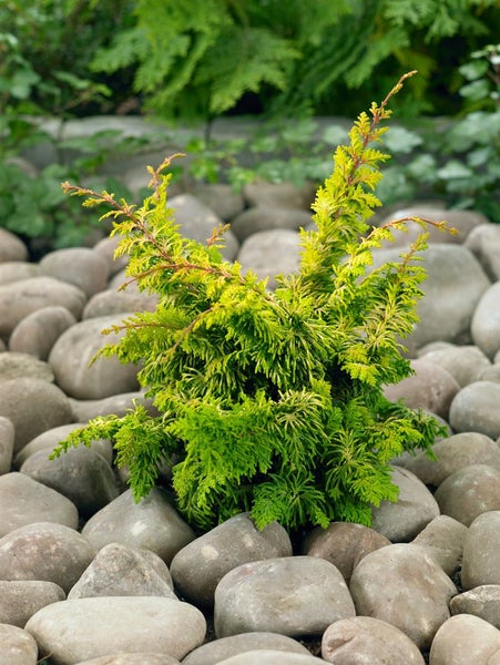 Chamaecyparis obtusa 'Fernspray Gold', Hinoki-Scheinzypresse, 20–25 cm