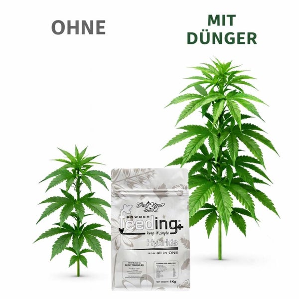 Pflanzennahrung für Hybriden im Vergleich: Pflanze ohne und mit Dünger.