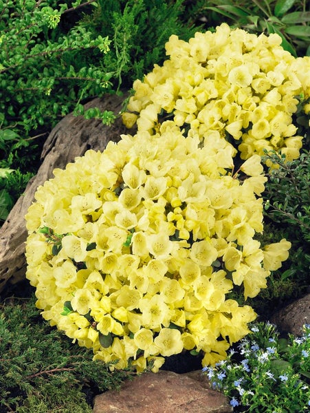 Gelbe Rhododendronblüten im Garten