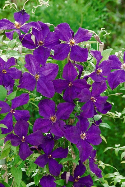 Clematis viticella 'Polish Spirit', violett, 80–100 cm