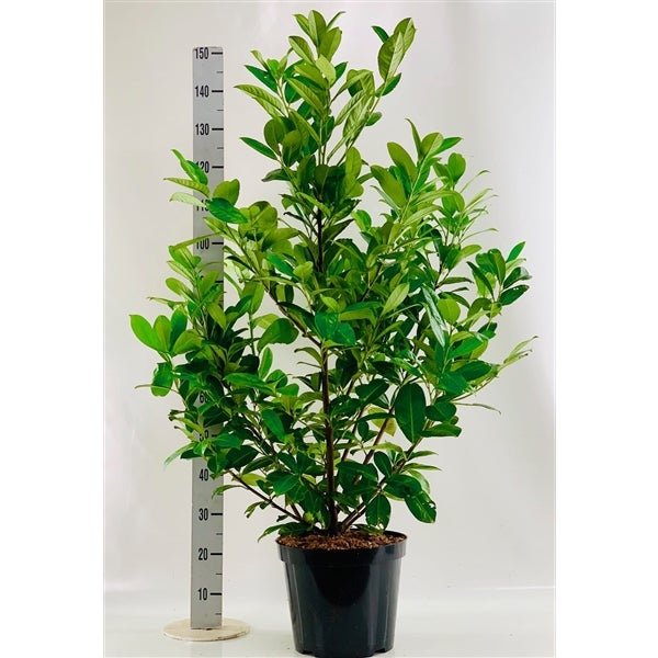 20 x Prunus laurocerasus Novita, Höhe: 140-160 cm, Kirschlorbeer, 20 Heckenpflanzen für ca. 10 m Hecke