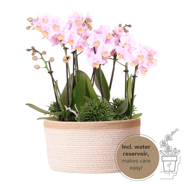 Kolibri Orchids rosa Pflanzenset im Baumwollkorb inkl. Wassertank drei rosa Orchideen Andorra 9cm und drei Grünpflanzen Rhipsalis Dschungelstrauß rosa mit autarkem Wassertank