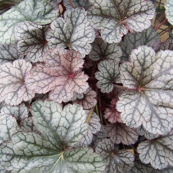 Nahaufnahme von Heuchera-Blättern mit Blattadern