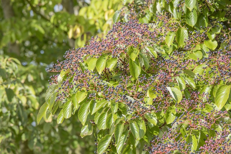 Cornus controversa, Etagen-Hartriegel, 80–100 cm, auffällige Wuchsform