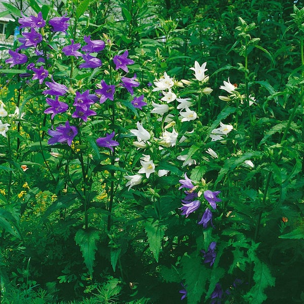 Campanula trachelium f.alba, Nesselblättrige Glockenblume, weiß, ca. 9x9 cm Topf