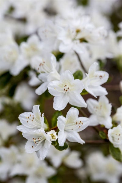 Rhododendron obt. 'Diamant Weiß', Rhododendron, weiß, 20–25 cm