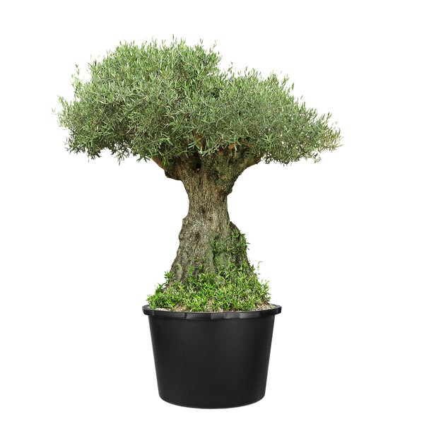 Abgebildet ist ein schwarzer Eimer mit den Maßen Außendurchmesser 50 cm, Innendurchmesser 46 cm, Höhe 33 cm und Bodendurchmesser 39 cm, ein Volumen von 45 Liter und einer Tragkraft bis zum Limit. Er trägt die Kennzeichen Recycelt, Wetterfest, Blauer Engel und Made in Germany.