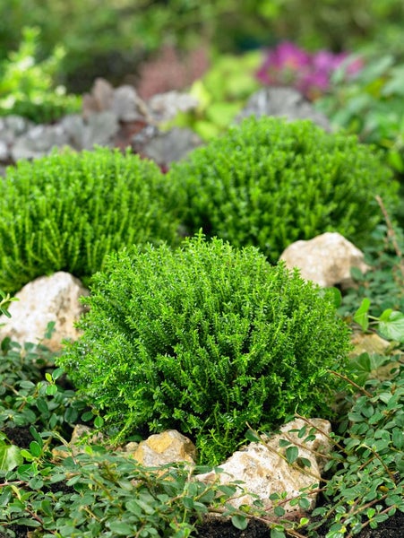 Hebe 'Green Globe', Strauchveronika, kompakt, 10–15 cm
