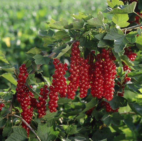 Ribes rubrum 'Rovada', Rote Johannisbeere, 30–40 cm