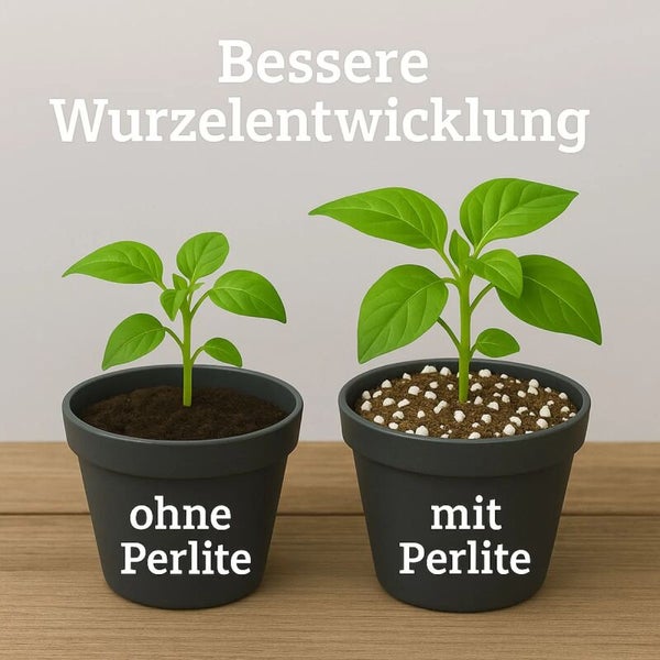 Vergleich der Pflanzenentwicklung: Eine kraeftige Pflanze mit Perlite und eine kleinere Pflanze ohne Perlite zur Veranschaulichung der Wurzelbildung.