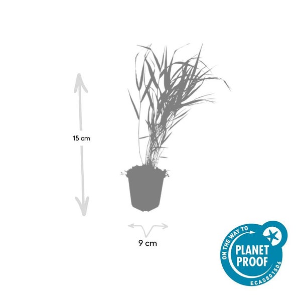 Ziergras - Japanisches Waldgras - Hakonechloa macra - 9cm Topf - Set mit 40 Pflanzen