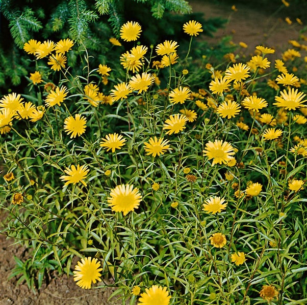 Inula ensifolia, Schwert-Alant, gelb, ca. 9x9 cm Topf